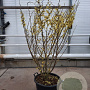 Hamamelis int. 'Arnold Promise' 125-150 cm container Multistam