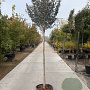 Hamamelis int. 'Arnold Promise' 200 cm stam container 20-25 leiboom