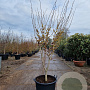 Hamamelis int. 'Westerstede' 175-200 cm container meerstammig