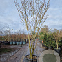 Hamamelis int. 'Westerstede' 250-300 cm container Multistam