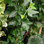 Hedera hel. 'Shamrock' 60-80 cm 2,0L met stok