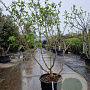 Heptacodium miconioides 200-250 cm container meerstammig solitair