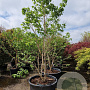 Heptacodium miconioides 250-300 cm container meerstammig