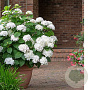 Hydrangea m. Endl. Summer The Bride GM C3