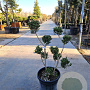 Ilex crenata 80-100 cm container pompon