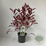 Itea virginica 'Henry's Garnet' 25-30 cm 2,0L