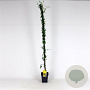 Jasminum nudiflorum 150-175 cm 5,0L
