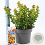 Leucothoe axillaris Curly Gold 30-35 cm 5,0L