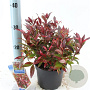 Leucothoe Red Lips 20-25 cm 2,0L