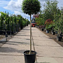 Ligustrum delavayanum 120 cm stam container bol