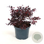 Loropetalum chinense rubrum 60-80 cm 12L piramide