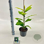 Magnolia grandiflora 50-60 cm 2,0L