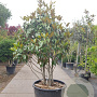 Magnolia grand. 'Galissonnière' 250-300 cm container meerstammig opgekroond