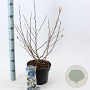 Magnolia stellata 50-60 cm 5,0L