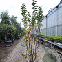 Malus 'Red Sentinel' 175-200 cm container meerstammig
