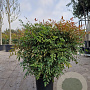 Nandina d. Obsessed 80-100 cm 18L