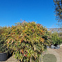 Nandina d. Obsessed 100-125 cm container
