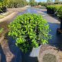 Osmanthus burkwoodii 50 cm container bol