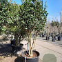 Osmanthus heterophyllus 200-250 cm container 80 stam