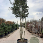 Osmanthus heterophyllus 300-350 cm container paraplukroon