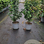 Parrotia persica Persian Spire 40-60 cm 3,0L