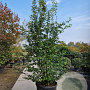 Parrotia persica 'Vanessa' 250-300 cm container meerstammig