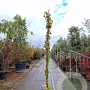 Parthenocissus tr. 'Veitchii' 250-300 cm 18L