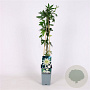 Passiflora caerulea 'Const.Elliott' 70 cm 2,0L