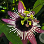 Passiflora violacea 'Victoria' 40-60 cm 2,0L met stok