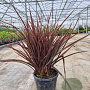 Phormium tenax 'Purpureum' 40-60 cm 6L