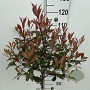 Photinia fraseri Carré Rouge 80 cm stam 7,5L