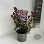 Photinia fraseri 'Little Red Robin' 20-30 cm 2,0L