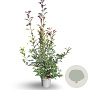 Photinia fraseri 'Red Robin' 100-125 cm 12L