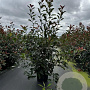 Photinia fraseri 'Red Robin' 100-125 cm 12L