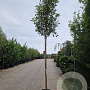 Photinia fraseri 'Red Robin' 200 cm stam 35L 12-14