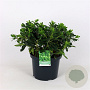 Pittosporum tob. 'Nanum' GM 1.5