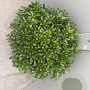 Pittosporum tob. 'Nanum' GM 25L