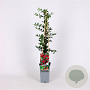 Pyracantha cocc. 'Red Column' 70 cm 2,0L