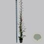 Pyracantha cocc. 'Red Column' 150-175 cm 5,0L