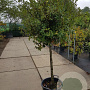 Quercus ilex 100 cm stam container 12-14