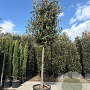 Quercus ilex 180 cm stam container 25-30