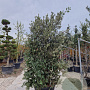 Quercus ilex 200-250 cm cont. 150L meerstammig