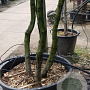 Quercus ilex 350-400 cm container piramide