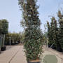 Quercus ilex 350-400 cm cont. 230L meerstammig