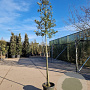 Quercus ilex 150 cm stam container 6-8 leiboom