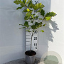 Quercus rubra 40-60 cm 2,0L