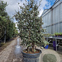 Quercus suber 150-175 cm cont. 90L meerstammig