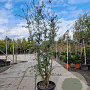 Quercus suber 200-250 cm cont. 70L meerstammig