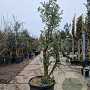 Quercus suber 200-250 cm cont. 150L meerstammig