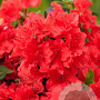 Rhododendron (AJ) Geisha Orange 20-25 cm 5,0L